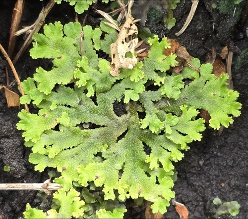 Sandea japonica observed 2026-10-01