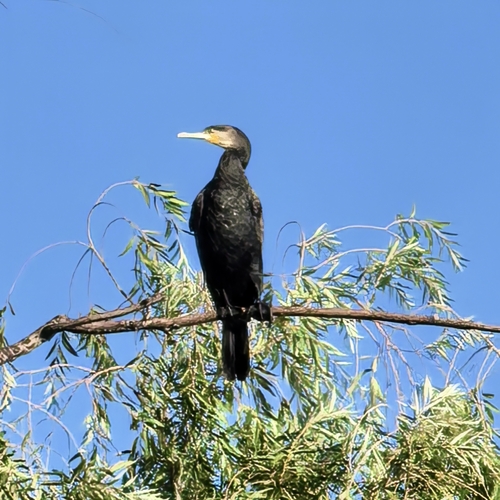 Great Cormorant