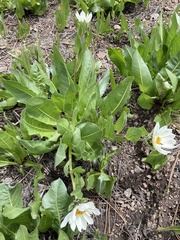 Wyethia helianthoides