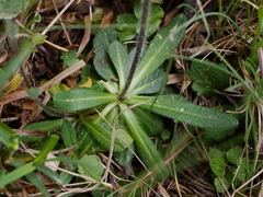 Arabis ciliata