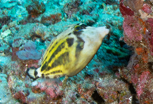 Cantherhines fronticinctus observed 2026-09-24