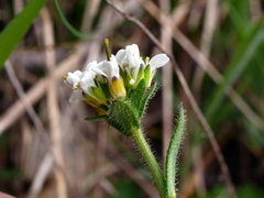 Arabis ciliata