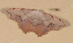 Epicompsa xanthocrossa