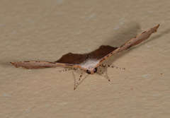 Epicompsa xanthocrossa