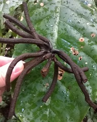 Cecropia schreberiana