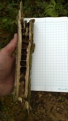 Cecropia schreberiana