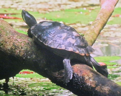 Pond Slider