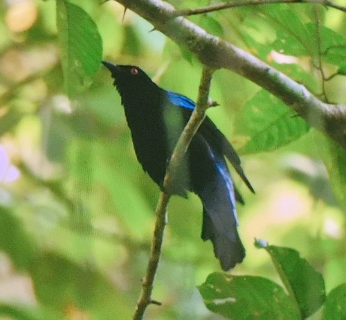 Asian Fairy-bluebird