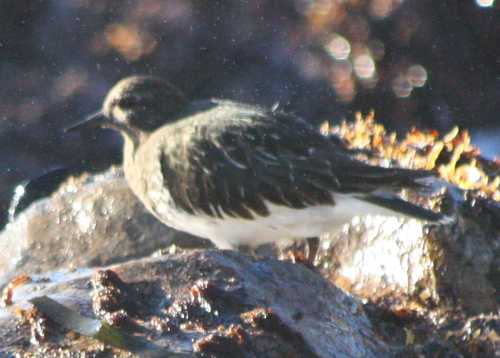 Arenaria melanocephala