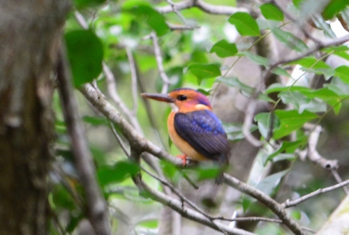 iNaturalist image