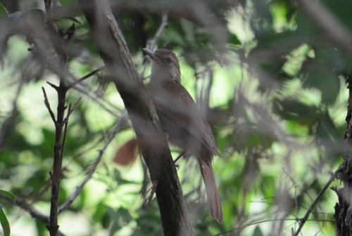 iNaturalist image
