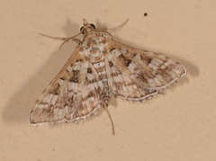 Sameodes iolealis