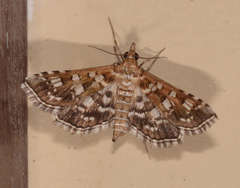 Sameodes iolealis