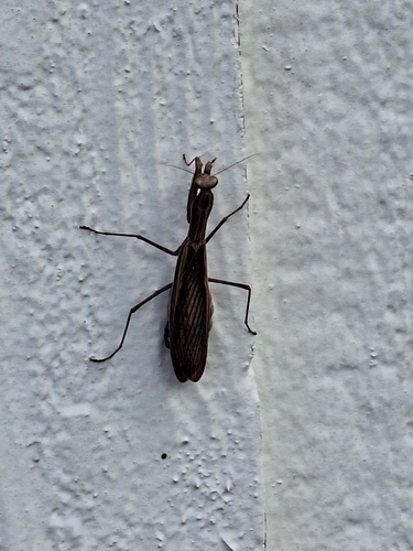 European Mantis