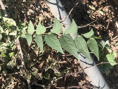 Celtis bungeana observed 2026-10-01