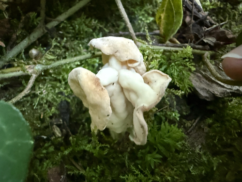 White Saddle