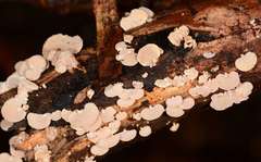 Panellus pusillus