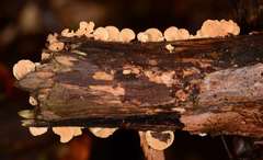 Panellus pusillus