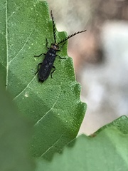 Tytthonyx erythrocephala