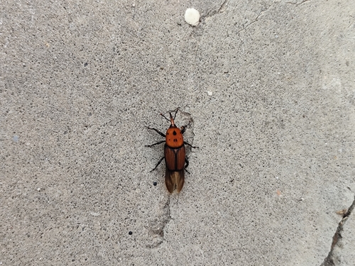 Red Palm Weevil