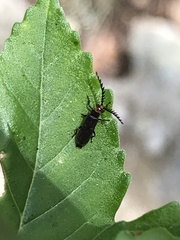 Tytthonyx erythrocephala