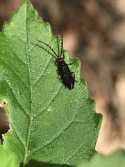 Tytthonyx erythrocephala
