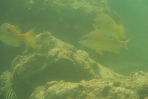 Lutjanus quinquelineatus observed 2026-09-26