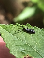 Tytthonyx erythrocephala