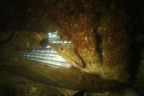 Lutjanus quinquelineatus observed 2026-09-22
