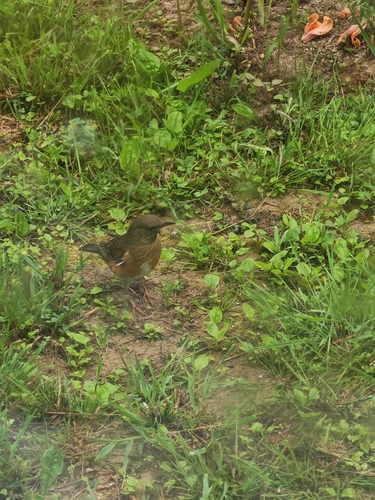 Turdus chrysolaus observed 2026-07-16