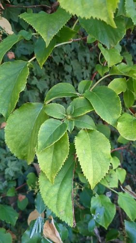 Hydrangea petiolaris observed 2026-10-01