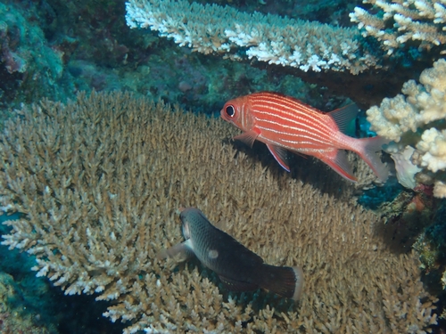 Sargocentron diadema observed 2026-09-30