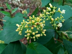 Palicourea pubescens