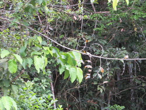 Cat's-claw (Uncaria guianensis)