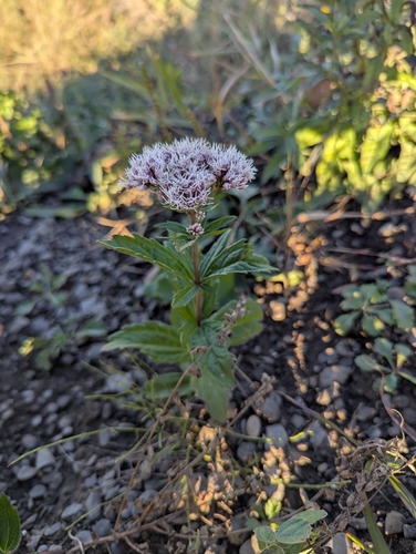 Eupatorium lindleyanum observed 2026-10-01
