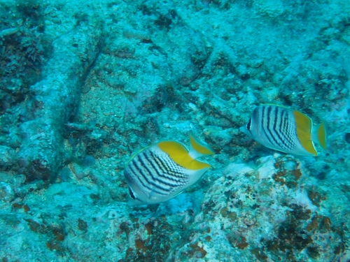 Chaetodon mertensii observed 2026-09-30