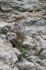 Campanula sibirica taurica