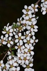 Leptospermum divaricatum