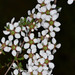 Leptospermum divaricatum - Photo (c) Chris Lindorff, alguns direitos reservados (CC BY-NC), uploaded by Chris Lindorff