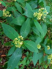 Palicourea pubescens