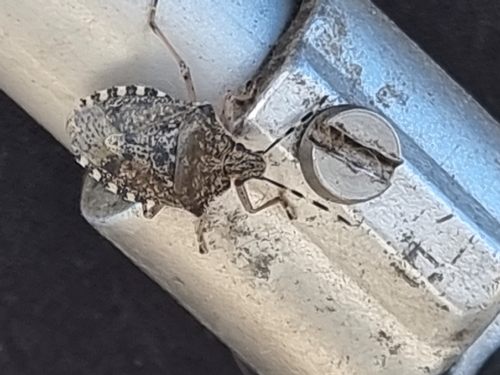 Mottled Stink Bug