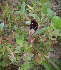 Aristolochia erecta