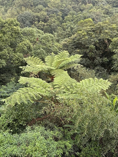 Alsophila lepifera observed 2026-10-01