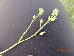 Sisymbrium polymorphum