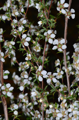 Leptospermum divaricatum