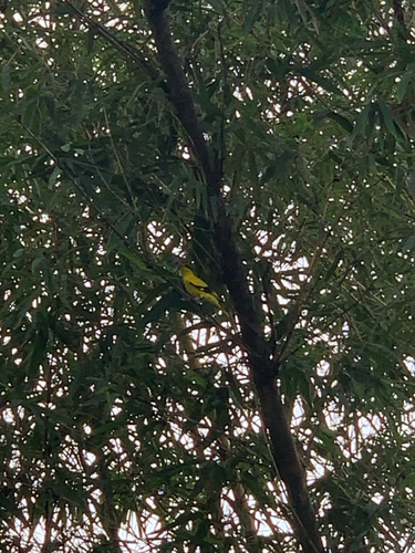 Black-naped Oriole