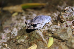 Leptobrachium hasseltii