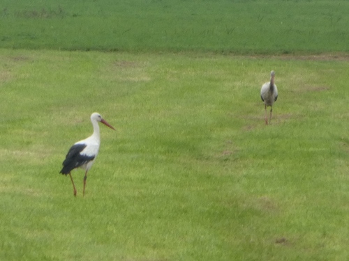 White Stork