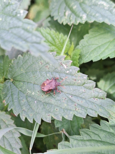 Spiny Shield Bug