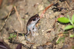 Leptobrachium hasseltii